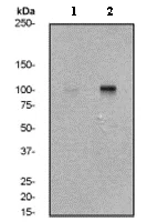 Western blot - Anti-Rb (phospho T356) antibody [EPR2153AY] - BSA and Azide free (AB247461)