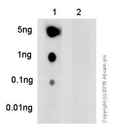 Dot Blot - Anti-Rb (phospho T373) antibody [EP821Y] - BSA and Azide free (AB219158)