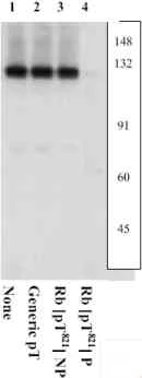 Western blot - Anti-Rb (phospho T821) antibody (AB4787)