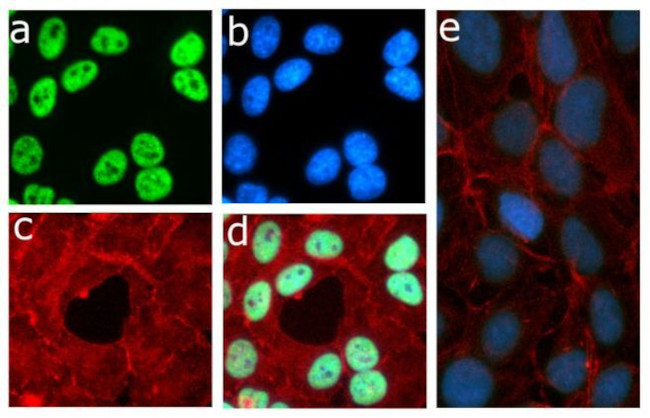 Phospho-Rb (Thr821) (E4) Rabbit mAb main image 1