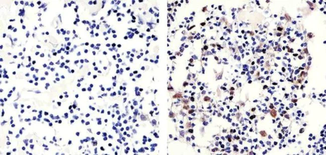 Immunohistochemistry paraffin embedded sections - Anti-Rb (phospho T821) Antibody [RP23040072] (AB313409)