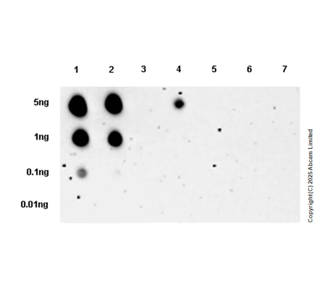 Dot Blot - Anti-Rb (phospho T821 + T826) antibody [EPR28648-126] (AB323846)