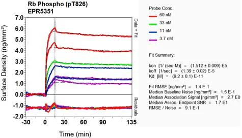 OI-RD Scanning - Anti-Rb (phospho T826) antibody [EPR5351] - BSA and Azide free (AB219159)