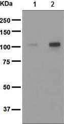 Western blot - Anti-Rb (phospho T826) antibody [EPR5351] - BSA and Azide free (AB219159)