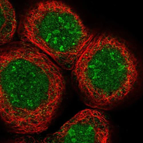 Immunocytochemistry/ Immunofluorescence - Anti-Rb2 p130 antibody (AB244373)