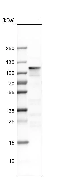 Western blot - Anti-Rb2 p130 antibody (AB244373)