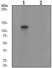 Western blot - Anti-Rb2 p130 (phospho S952) antibody [EP2387AY] (AB68136)
