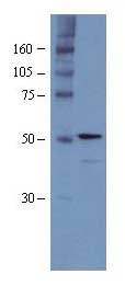Western blot - Anti-RBBP4 antibody (AB1765), expandable thumbnail