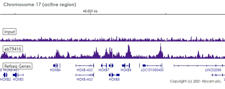 ChIP-sequencing - Anti-RBBP4 antibody [EPR3411] - ChIP Grade (AB79416)