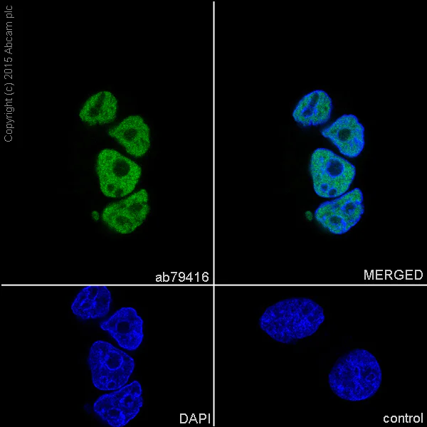 Immunocytochemistry/ Immunofluorescence - Anti-RBBP4 antibody [EPR3411] - ChIP Grade (AB79416)