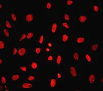 Immunocytochemistry/ Immunofluorescence - Anti-RBBP4 antibody [EPR3411] - ChIP Grade (AB79416)