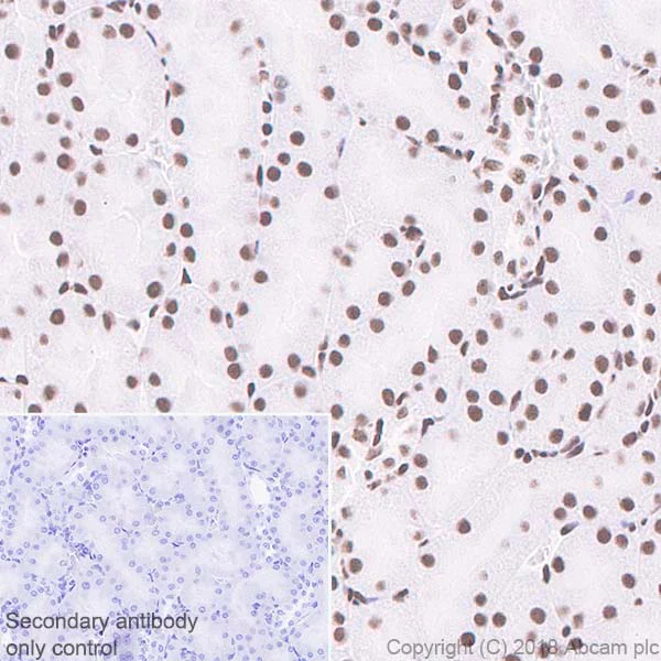 Immunohistochemistry (Formalin/PFA-fixed paraffin-embedded sections) - Anti-RBBP4 antibody [EPR3411] - ChIP Grade (AB79416)