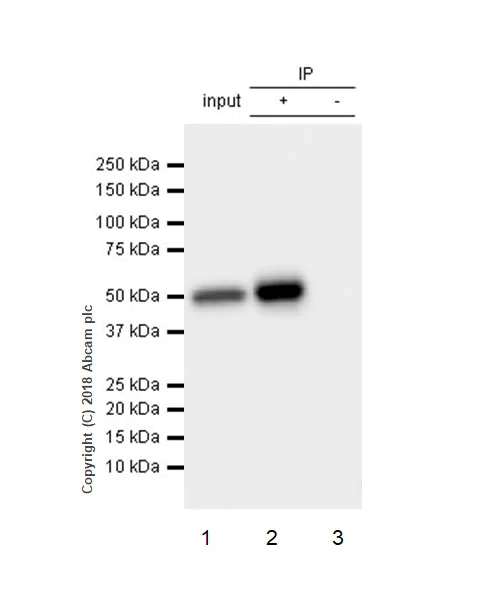 Immunoprecipitation - Anti-RBBP4 antibody [EPR3411] - ChIP Grade (AB79416)
