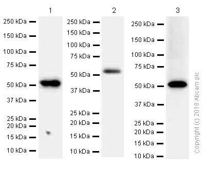 Western blot - Anti-RBBP4 antibody [EPR3411] - ChIP Grade (AB79416)