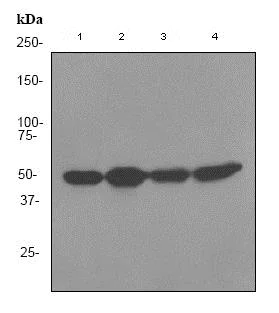 Western blot - Anti-RBBP4 antibody [EPR3411] - ChIP Grade (AB79416)