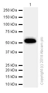 Western blot - Anti-RBBP4 antibody [EPR3411] - ChIP Grade (AB79416)
