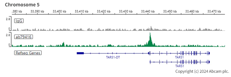 ChIC/CUT&RUN sequencing - Anti-RBBP4 antibody [EPR3411] - ChIP Grade - BSA and Azide free (AB236047)