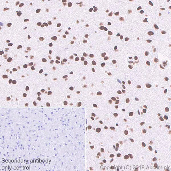 Immunohistochemistry (Formalin/PFA-fixed paraffin-embedded sections) - Anti-RBBP4 antibody [EPR3411] - ChIP Grade - BSA and Azide free (AB236047)