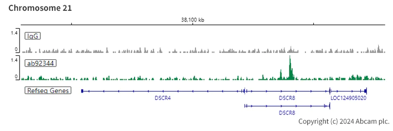 ChIC/CUT&RUN sequencing - Anti-RBBP4 antibody [EPR3412] - ChIP Grade (AB92344)