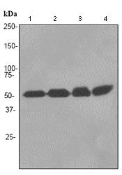 Western blot - Anti-RBBP4 antibody [EPR3412] - ChIP Grade (AB92344)