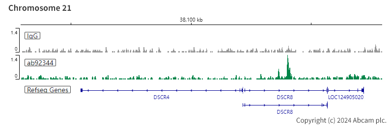 ChIC/CUT&RUN sequencing - Anti-RBBP4 antibody [EPR3412] - ChIP Grade - BSA and Azide free (AB247547), expandable thumbnail