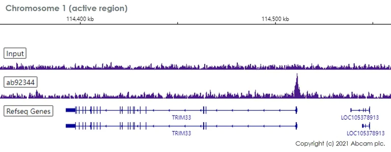 ChIP-sequencing - Anti-RBBP4 antibody [EPR3412] - ChIP Grade - BSA and Azide free (AB247547)