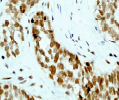 Immunohistochemistry (Formalin/PFA-fixed paraffin-embedded sections) - Anti-RBBP4 antibody [EPR3412] - ChIP Grade - BSA and Azide free (AB247547), expandable thumbnail