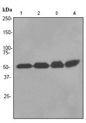 Western blot - Anti-RBBP4 antibody [EPR3412] - ChIP Grade - BSA and Azide free (AB247547), expandable thumbnail