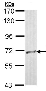Western blot - Anti-RbBP5 antibody (AB154755), expandable thumbnail