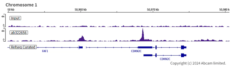 ChIP-sequencing - Anti-RbBP5 antibody [EPR27128-112] (AB322656)