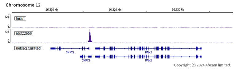 ChIP-sequencing - Anti-RbBP5 antibody [EPR27128-112] (AB322656)