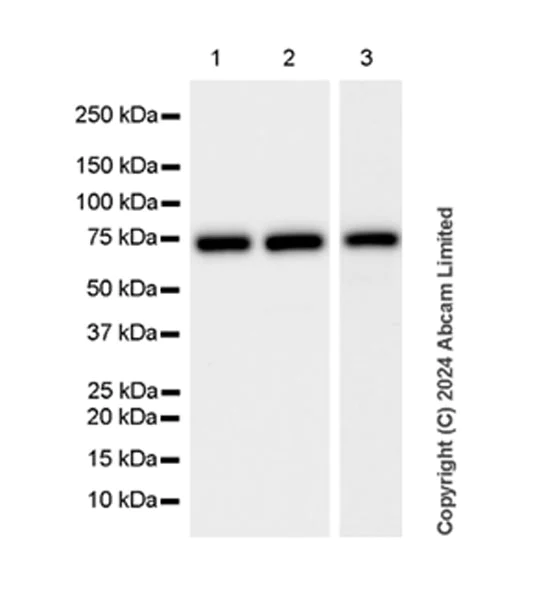 Western blot - Anti-RbBP5 antibody [EPR27128-112] (AB322656)