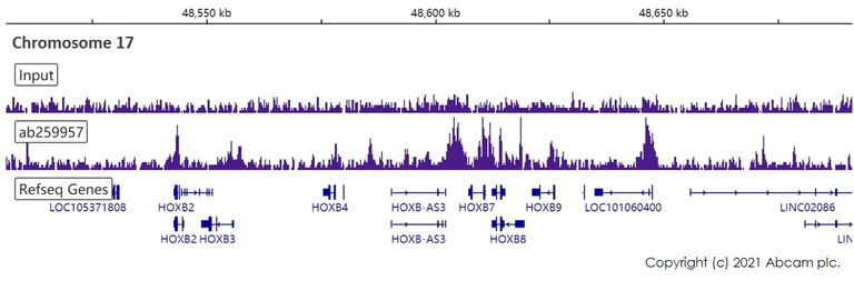 ChIP-sequencing - Anti-RBBP7 antibody [EPR23796-74] - ChIP Grade (AB259957)