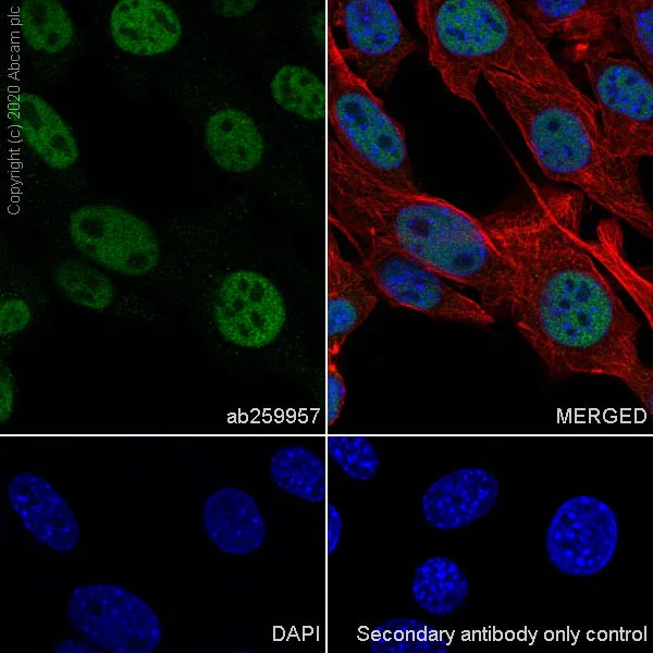Immunocytochemistry/ Immunofluorescence - Anti-RBBP7 antibody [EPR23796-74] - ChIP Grade (AB259957)