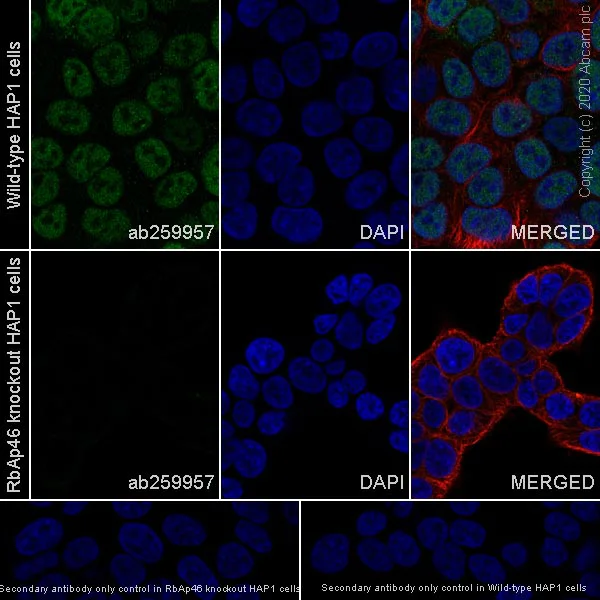 Immunocytochemistry/ Immunofluorescence - Anti-RBBP7 antibody [EPR23796-74] - ChIP Grade (AB259957)