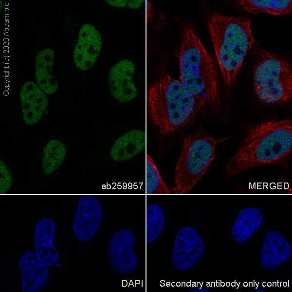 Immunocytochemistry/ Immunofluorescence - Anti-RBBP7 antibody [EPR23796-74] - ChIP Grade (AB259957)