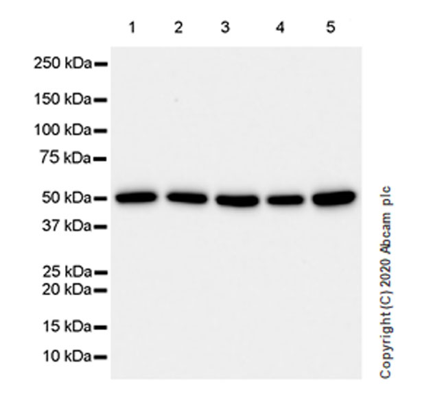 Western blot - Anti-RBBP7 antibody [EPR23796-74] - ChIP Grade (AB259957)