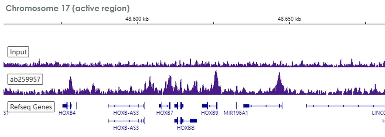 ChIP-sequencing - Anti-RBBP7 antibody [EPR23796-74] - ChIP Grade - BSA and Azide free (AB273882)