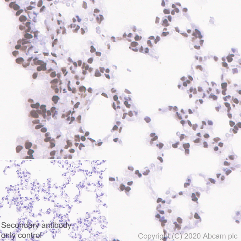 Immunohistochemistry (Formalin/PFA-fixed paraffin-embedded sections) - Anti-RBBP7 antibody [EPR23796-74] - ChIP Grade - BSA and Azide free (AB273882)