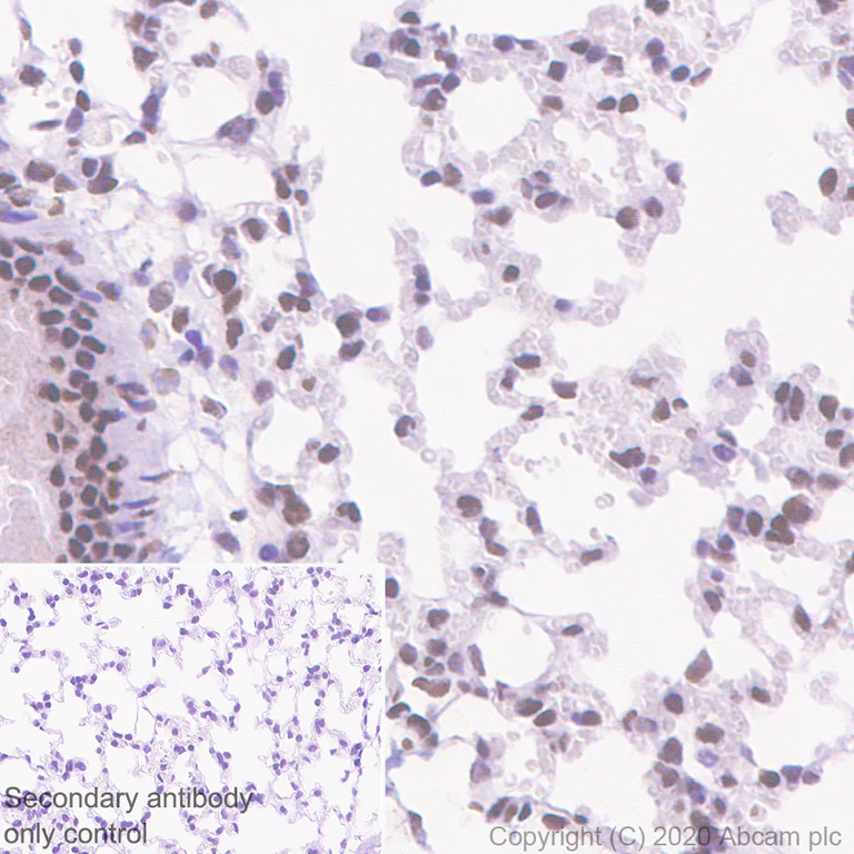 Immunohistochemistry (Formalin/PFA-fixed paraffin-embedded sections) - Anti-RBBP7 antibody [EPR23796-74] - ChIP Grade - BSA and Azide free (AB273882)