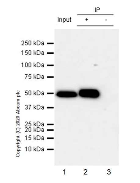 Immunoprecipitation - Anti-RBBP7 antibody [EPR23796-74] - ChIP Grade - BSA and Azide free (AB273882)