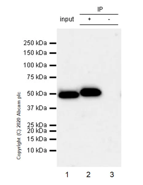 Immunoprecipitation - Anti-RBBP7 antibody [EPR23796-74] - ChIP Grade - BSA and Azide free (AB273882)