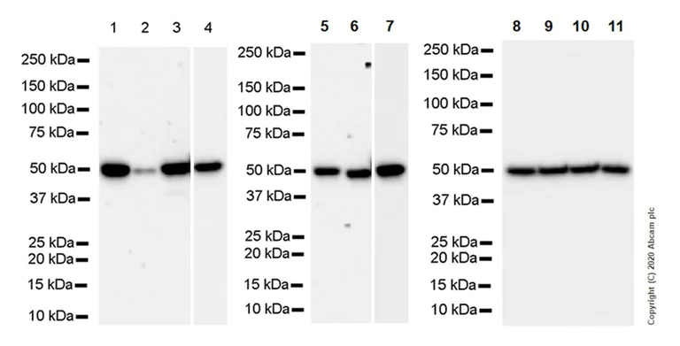 Western blot - Anti-RBBP7 antibody [EPR23796-74] - ChIP Grade - BSA and Azide free (AB273882)