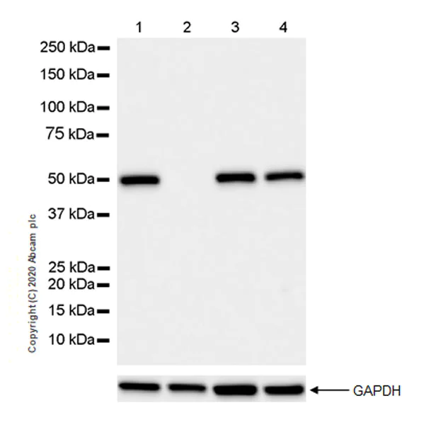 Western blot - Anti-RBBP7 antibody [EPR23796-74] - ChIP Grade - BSA and Azide free (AB273882)