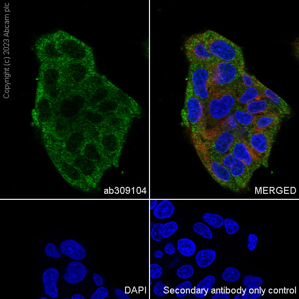 Immunocytochemistry/ Immunofluorescence - Anti-RBCK1 antibody [EPR28157-53] - BSA and Azide free (AB309105)