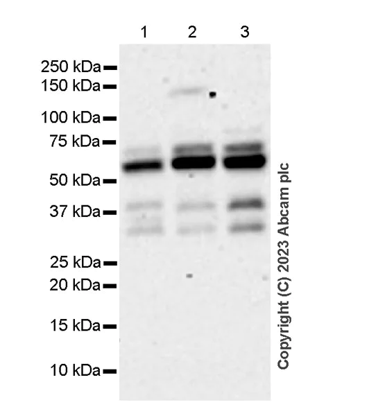 Western blot - Anti-RBCK1 antibody [EPR28157-53] - BSA and Azide free (AB309105)