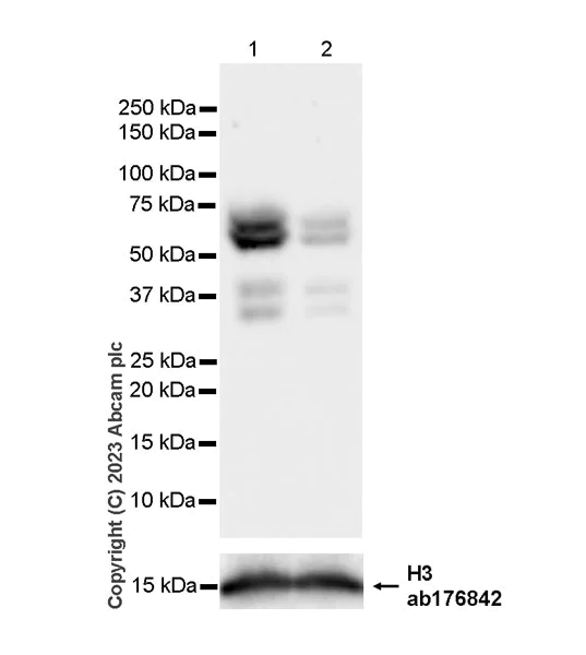 Western blot - Anti-RBCK1 antibody [EPR28157-53] - BSA and Azide free (AB309105)