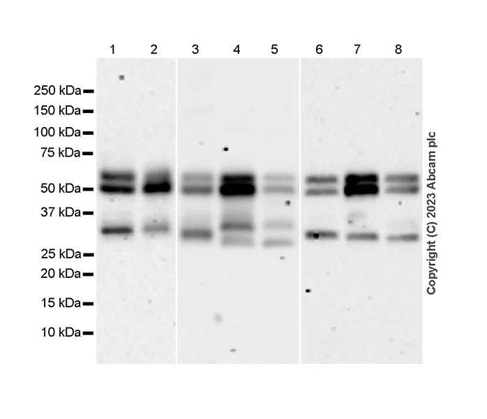 Western blot - Anti-RBCK1 antibody [EPR28157-53] - BSA and Azide free (AB309105)