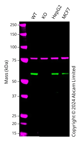 Western blot - Anti-RBCK1 antibody [EPR28157-53] - BSA and Azide free (AB309105)