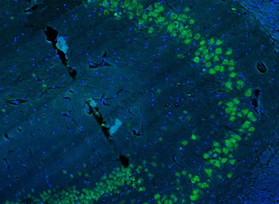 Immunohistochemistry (Formalin/PFA-fixed paraffin-embedded sections) - Anti-RBFOX3 antibody (AB325715)